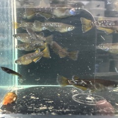 メダカ【センチュリー】　若魚　②ペア　(種親:沖縄無限メダカ様血統)　の画像