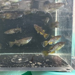 メダカ【センチュリー】　若魚　②ペア　(種親:沖縄無限メダカ様血統)　の画像
