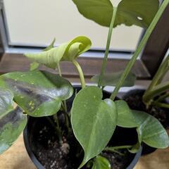 観葉植物／モンステラの画像