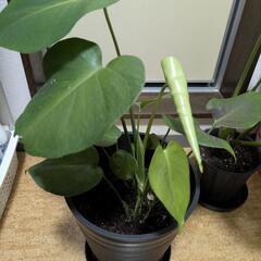 観葉植物／モンステラの画像