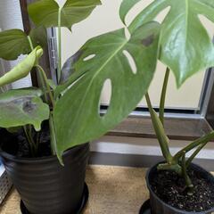 観葉植物／モンステラの画像