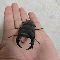 山梨県韮崎産オオクワガタペア♂69㍉♀フリーSizeの画像