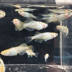 メダカ【レモンスカッシュ】　若魚　②ペアの画像