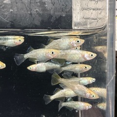 メダカ【レモンスカッシュ】　若魚　②ペアの画像