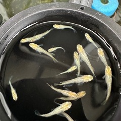 メダカ【レモンスカッシュ】　若魚　②ペアの画像
