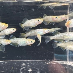 メダカ【レモンスカッシュ】　若魚　②ペアの画像