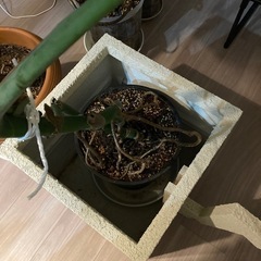【おしゃれ鉢カバー】スクエア型・ホワイト／インテリアに最適（観葉植物は付きません）の画像