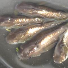 目高【メダカ】西郷メダカ様血統　橙（とう）3ペアの画像