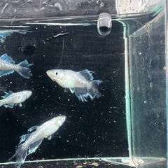 メダカ【スペード】　若魚　②ペアの画像