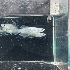メダカ【スペード】　若魚　②ペアの画像