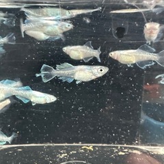 メダカ【スペード】　若魚　②ペアの画像