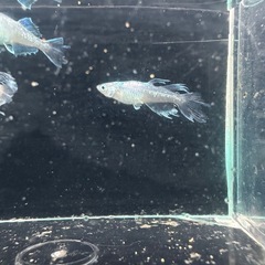 メダカ【スペード】　若魚　②ペアの画像