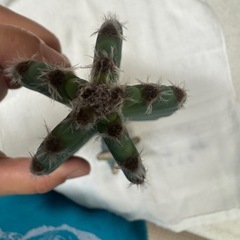 柱サボテン ブランチ カット苗 ②の画像