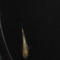 サンシャインヒレナガメダカの画像