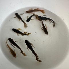 メダカ【カンザキ】　幼魚~若魚　②ペア(柳井メダカ様血統)の画像