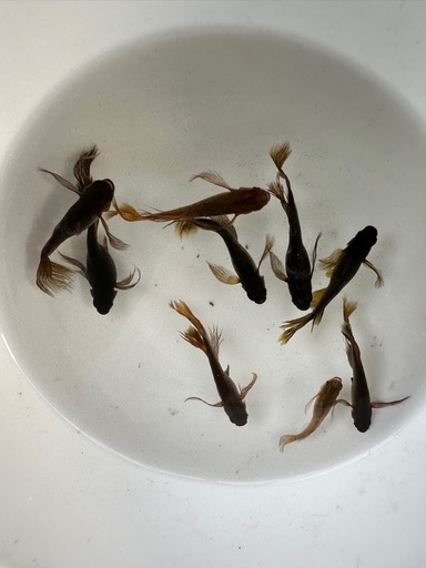 メダカ【カンザキ】成魚種親　写真の個体全て　リムプロ個体(柳井メダカ様血統) ☆柳井メダカ☆種親【ミヤキ】1ペア！！チャチャめだか様×美心メダカ様