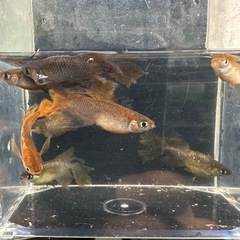 メダカ【カンザキ】　幼魚~若魚　②ペア(柳井メダカ様血統)の画像