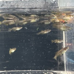 メダカ【カンザキ】　幼魚~若魚　②ペア(柳井メダカ様血統)の画像