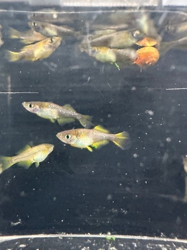 メダカ【カンザキ】幼魚~若魚②ペア(柳井メダカ様血統) (大福丸