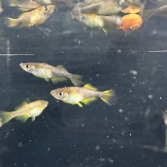 メダカ【カンザキ】　幼魚~若魚　②ペア(柳井メダカ様血統)の画像