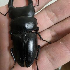 山梨県韮崎産オオクワガタペア♂68㍉♀フリーSizeの画像