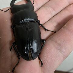 山梨県韮崎産オオクワガタペア♂68㍉♀フリーSizeの画像