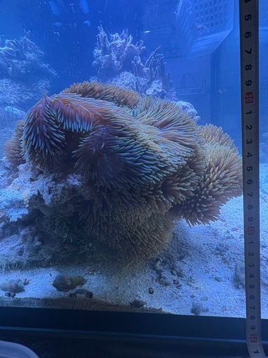ハタゴイソギンチャク
