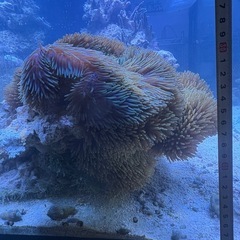ハタゴイソギンチャクの画像
