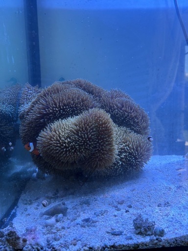 ハタゴイソギンチャク