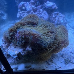 ハタゴイソギンチャクの画像