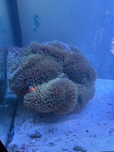 ハタゴイソギンチャク