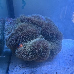 ハタゴイソギンチャクの画像