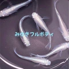 ミックスメダカ◆1匹50円◆の画像