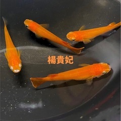 ミックスメダカ◆1匹50円◆の画像