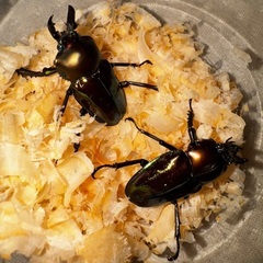 ニジイロクワガタ　グリーン系の画像