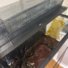 GEX ラピレス　60 水槽　フィルター　ヒーターの画像