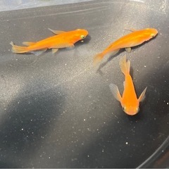 プロミネンス メダカの若魚10匹の画像