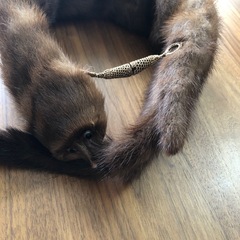 リアルファー　毛皮　ショールストール★辻堂まで！の画像
