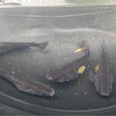 曜変天目 メダカの若魚10匹の画像