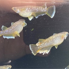 フロマージュ メダカの若魚10匹の画像