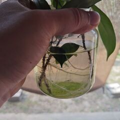 観葉植物。（ガジュマル）の画像