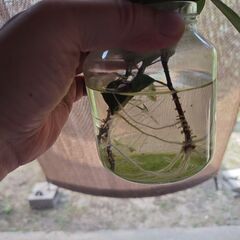 観葉植物。（ガジュマル）の画像