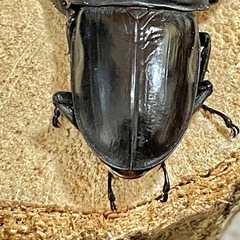 R7㉙国産能勢YGオオクワガタ♂単71mm 羽ズレの画像