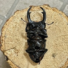 R7㉙国産能勢YGオオクワガタ♂単71mm 羽ズレの画像