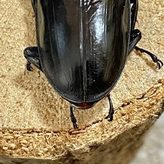 R7㉙国産能勢YGオオクワガタ♂単71mm 羽ズレの画像