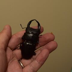 オオクワガタ_マツノ久留米血統_♂６５．１ミリ　♀４６．４ミリ　新成虫ペアの画像