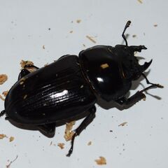 オオクワガタ_能勢YG（銚子YG）血統_♂６１．０　♀フリー　新成虫ペアの画像