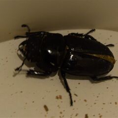 オオクワガタ マツノ久留米血統 ♂６１.８ミリ　♀フリー　新成虫ペアの画像