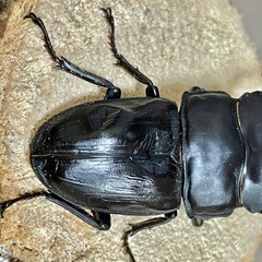 R7㉘国産能勢YGオオクワガタ♂単78mm 羽ボコの画像