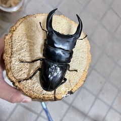R7㉘国産能勢YGオオクワガタ♂単78mm 羽ボコの画像